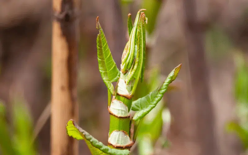 Mortgage With Japanese Knotweed